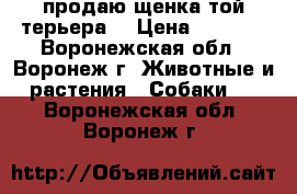 продаю щенка той-терьера  › Цена ­ 4 000 - Воронежская обл., Воронеж г. Животные и растения » Собаки   . Воронежская обл.,Воронеж г.